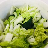 白菜ときゅうりの塩もみサラダ